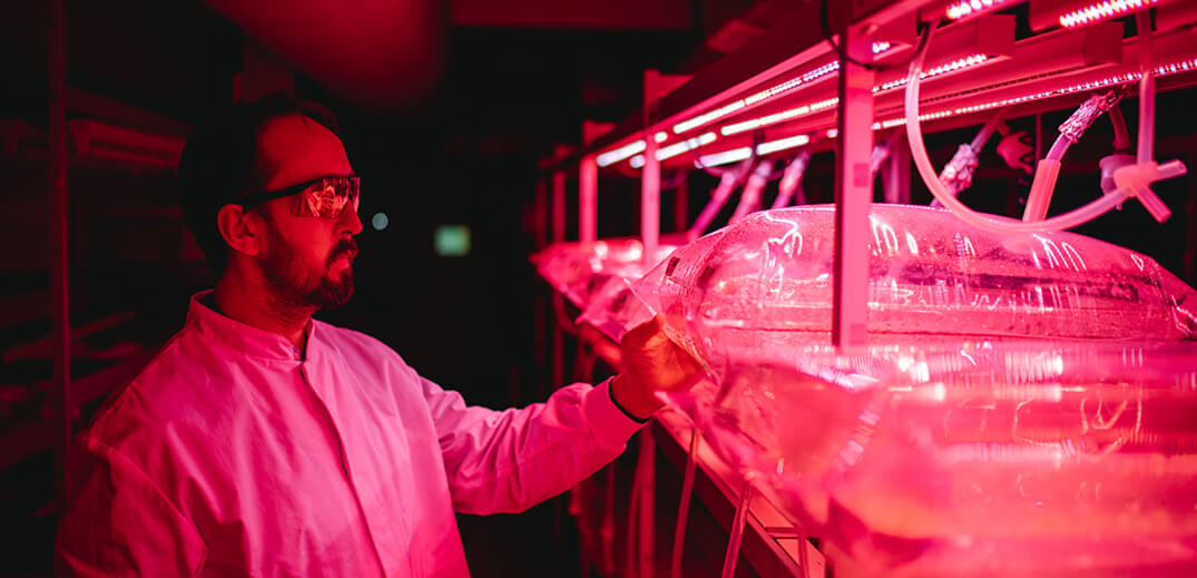 A person in a white lab coat inspects transparent containers under red LED lights in a laboratory setting.